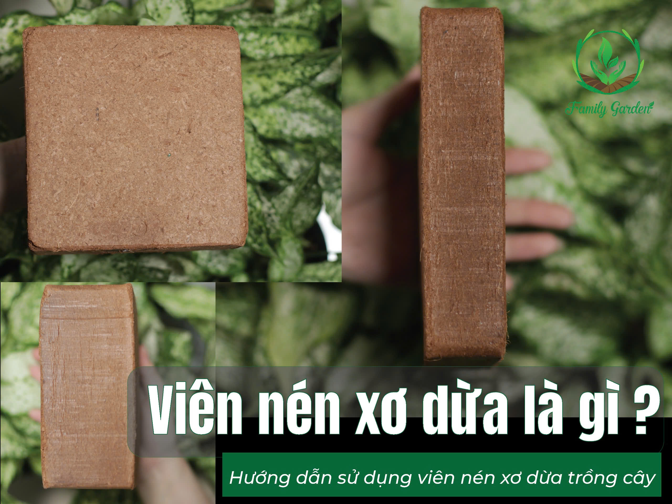 Viên nén xơ dừa là gì? Hướng dẫn sử dụng viên nén xơ dừa trồng cây, ươm hạt