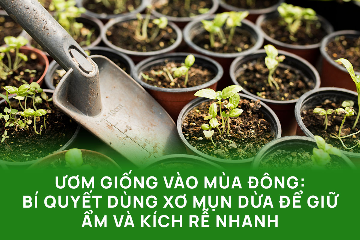 Ươm giống vào mùa Đông: Bí quyết dùng xơ mụn dừa để giữ ẩm và kích rễ nhanh.