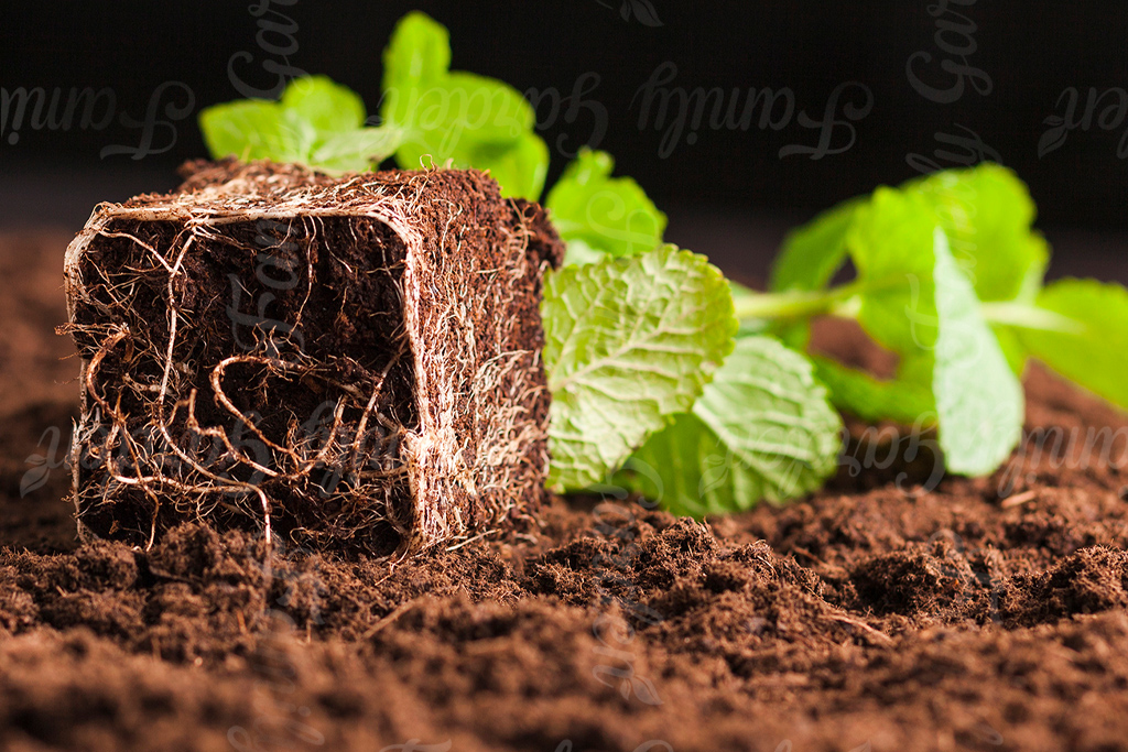 bộ rễ trắng khỏe mạnh đang bám vào giá thể mụn dừa.