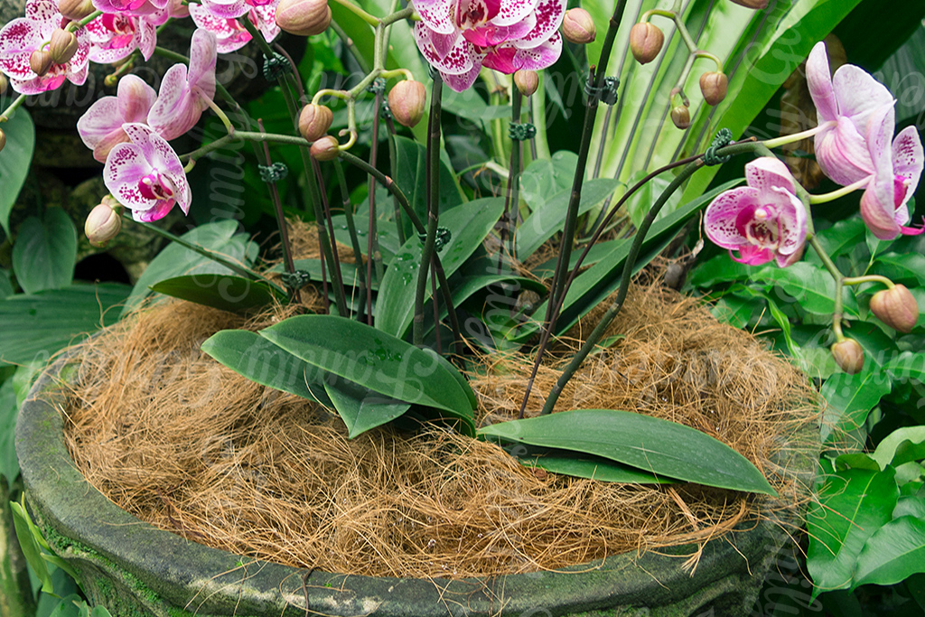 xo-dua-ung-dung-trong-trong-lan-va-phu-goc-giu-am