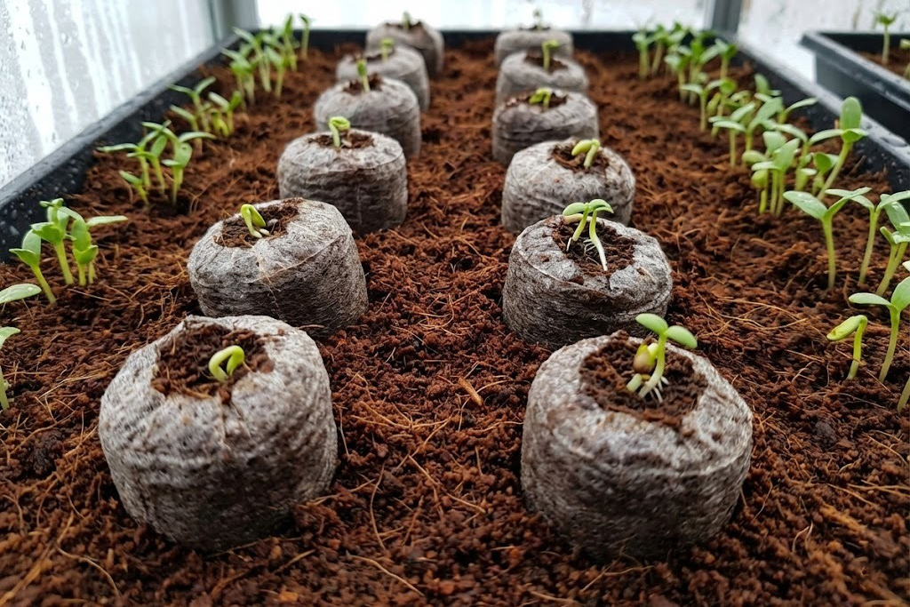 Viên nén ươm hạt mùa lạnh.